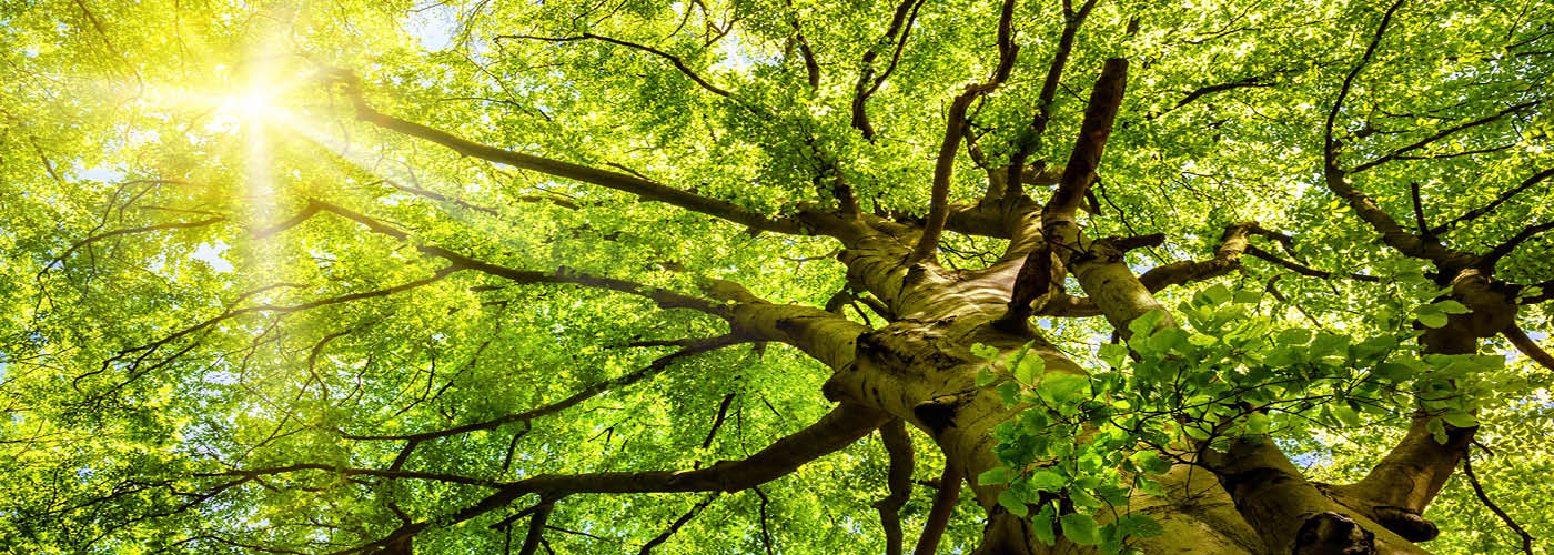 Environmental Technology 1